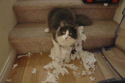 Cat Toilet Paper