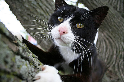 Cat in a tree