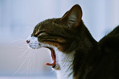 Cat Yawn