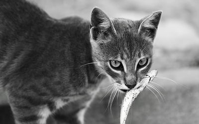 cats love fish