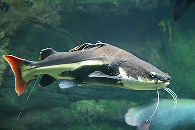 Redtailed Catfish