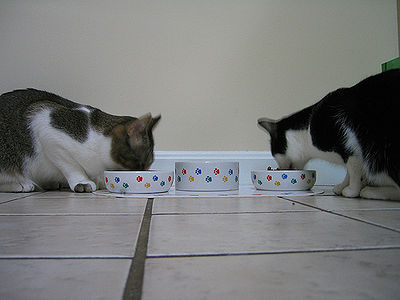 Cats Drinking