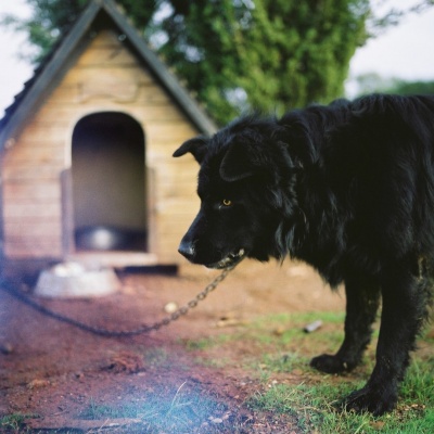 Chained Dog