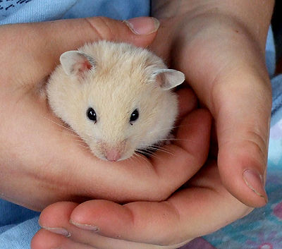 Child with a Hamster