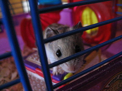 Chinese Dwarf Hamster