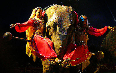 Circus Elephat