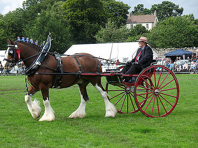 Clydesdale horses