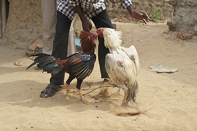 Cockfighting