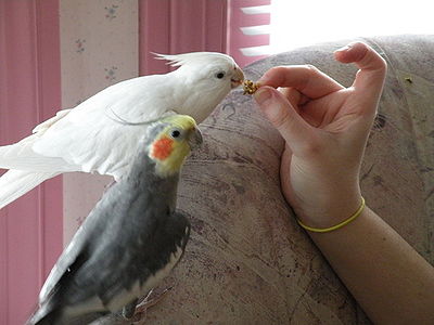 Cockatiel