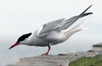 Common Tern