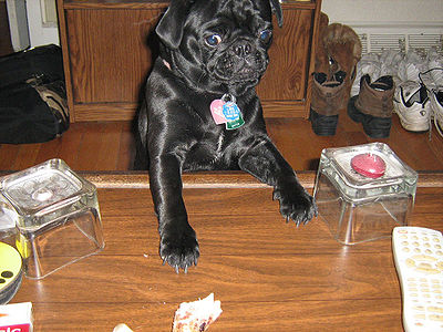 Counter Surfing Dog