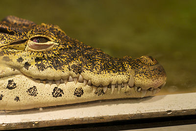 Cuban Crocodile