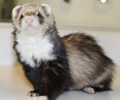 Ferret