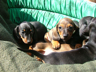 Dachshund Puppies