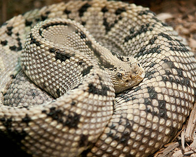 Diamondback Rattkesnake