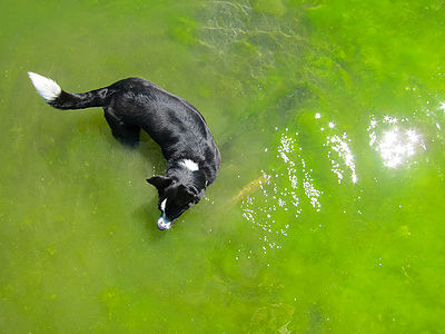 Dog Algae