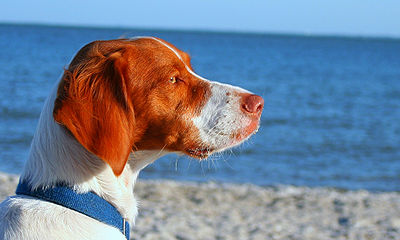 Dog at the Beach