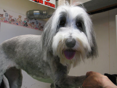 Dog Being Groomed