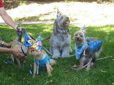 Pet Birthdays