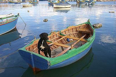 Dog Boating