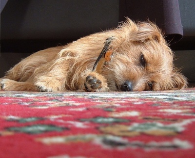 Dog Carpet