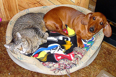 Dog and Cat Sleeping