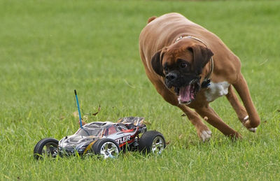 Toy cars best sale for dogs