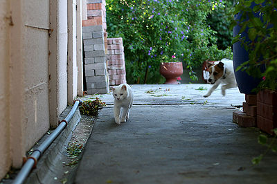 Dog Chasing Cat