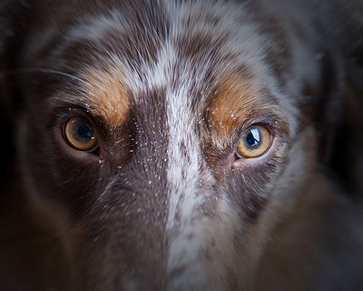 Dog Dandruff