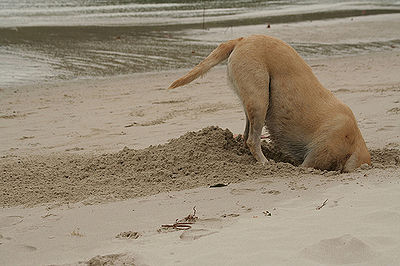 Dog Digging