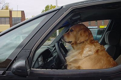 Dog Driving