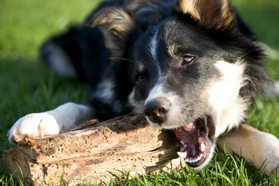 Dog Eating Wood