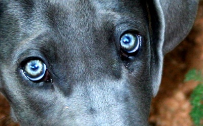 Dog Eyes