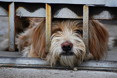 Dog Fence