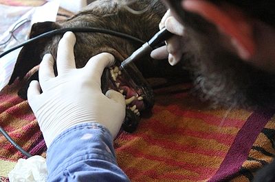 Dog Getting His Teeth Cleaned