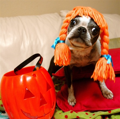 Dog Halloween