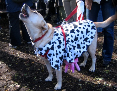 Dog Howling