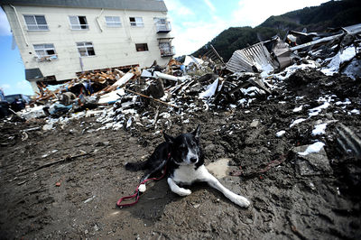 Dog Japan Tsunami