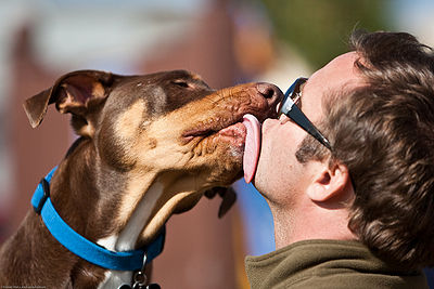 do dogs kiss to show affection