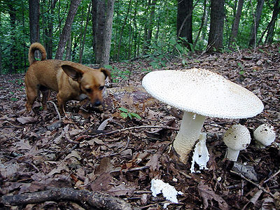 Dog Mushroom