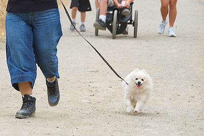 Dog on leash