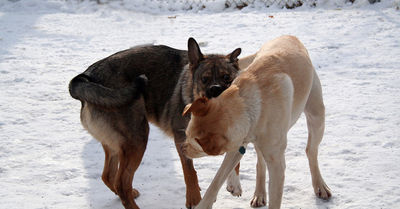 Dog Park Bite