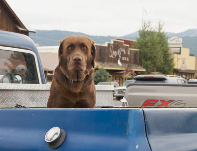 Aspca Dogs In Pickup Trucks The Pet Wiki