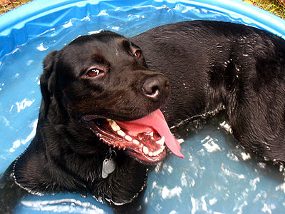 Dog enjoying a kiddie pool