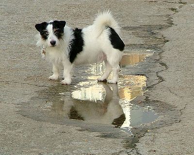 Dog Puddle