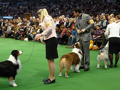 dog shows this weekend