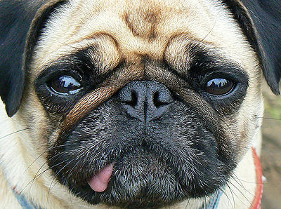 Pug Tongue