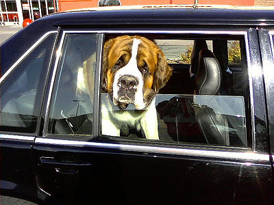 Dog Stuck in Car