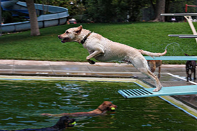 Dog Swimming Pool