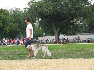 Dog Walk Washington DC